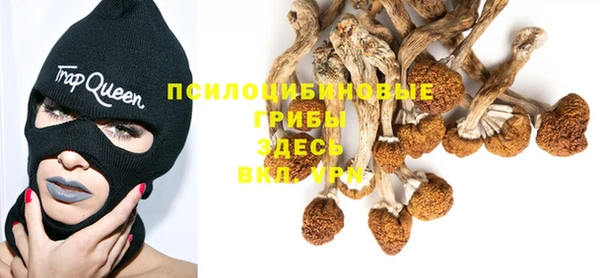 сатива Аркадак